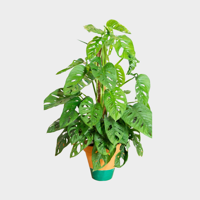 Monstera Adansonii