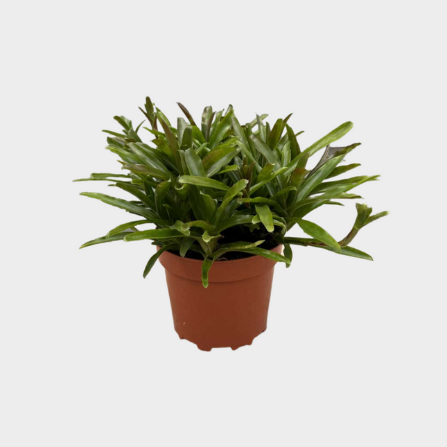 Neoregelia
