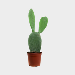 Collection image for: Opuntia