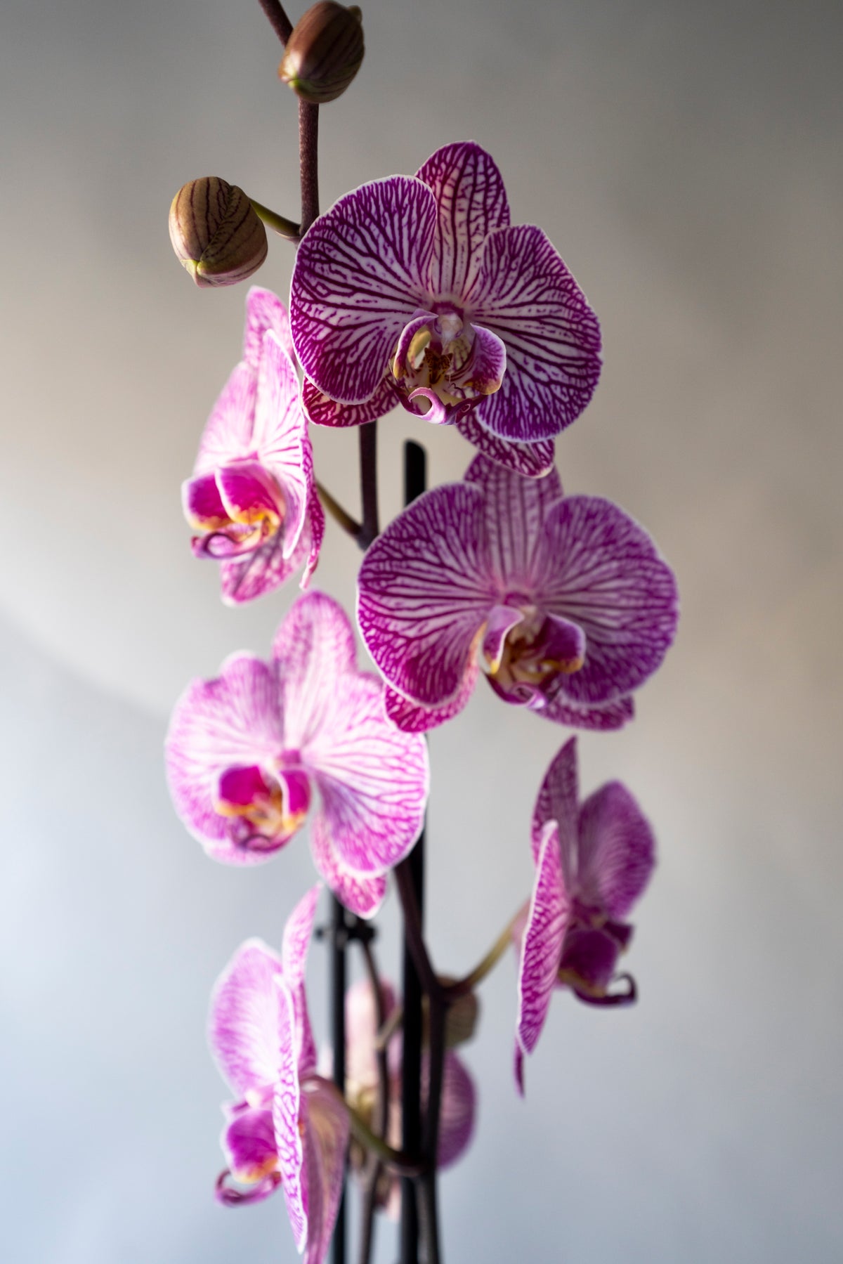 Orquidea Phalaenopsis