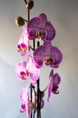 Orquidea Phalaenopsis