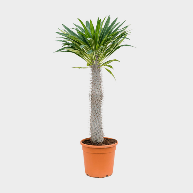 Pachypodium Lamerei
