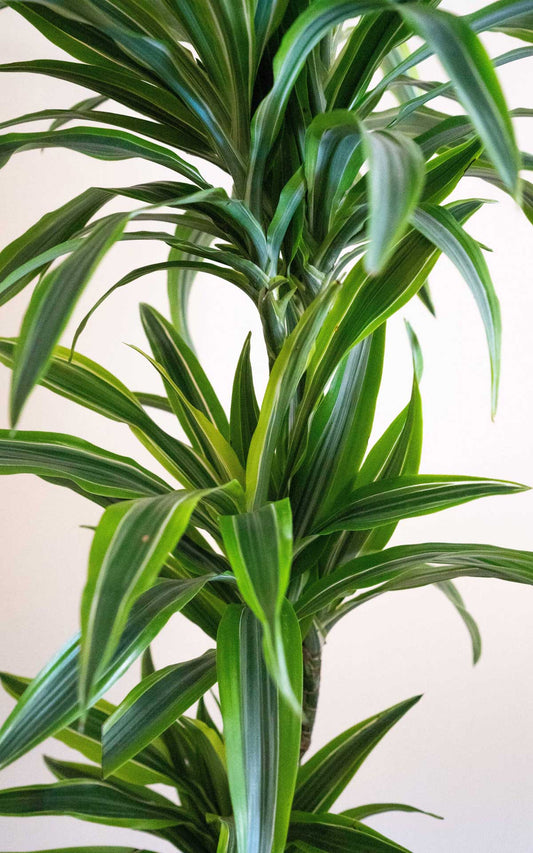 Dracena Lemon