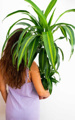 Dracena Hawaii