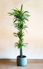 Dracena Lemon