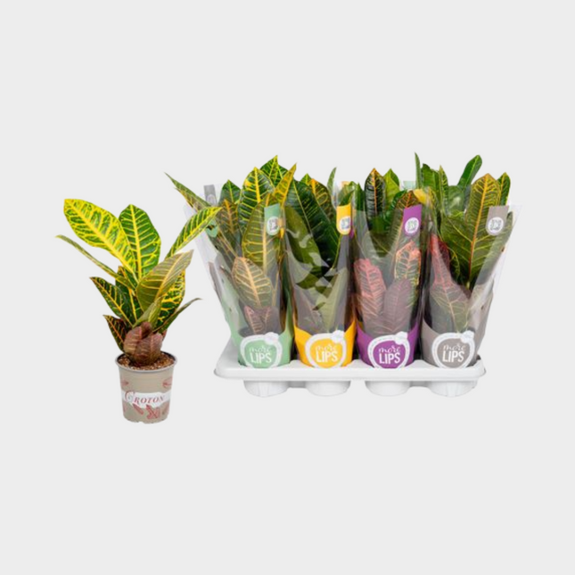 Croton Petra