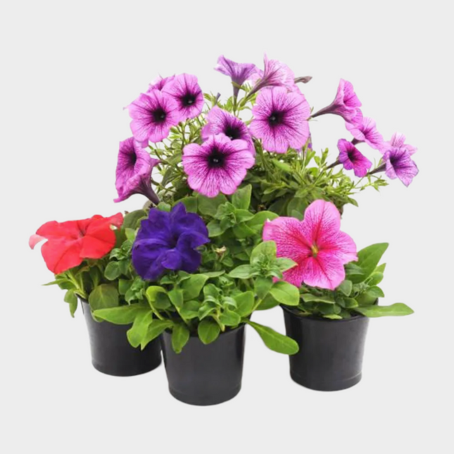 Petunia