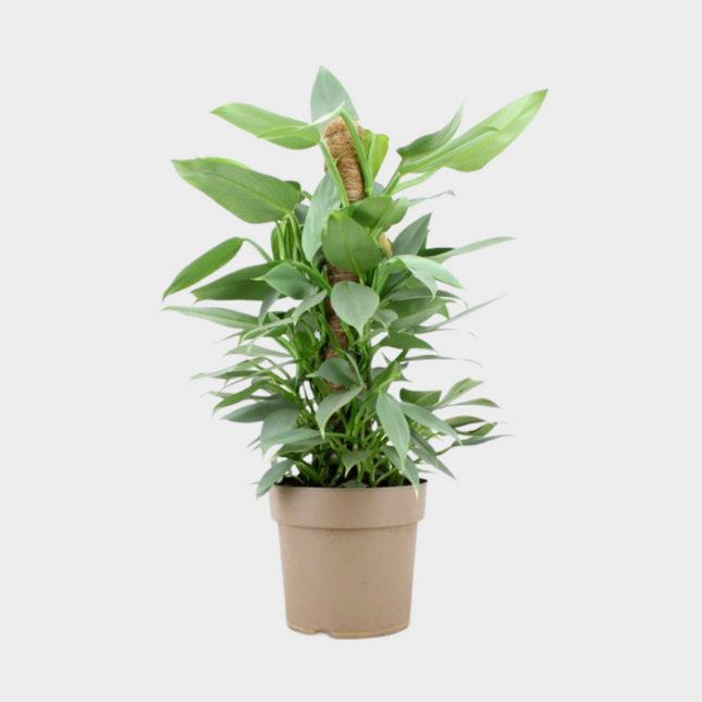 Philodendron Silver Grey Tutor