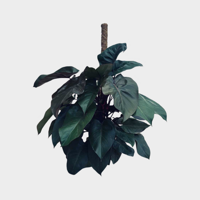 Philodendron Imperial Red Tutor