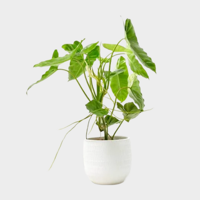 Philodendron Paraiso Verde