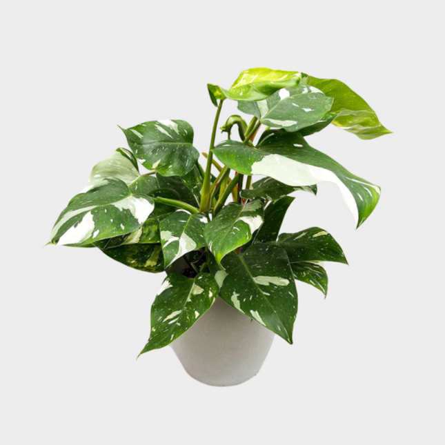 Philodendron White Princess