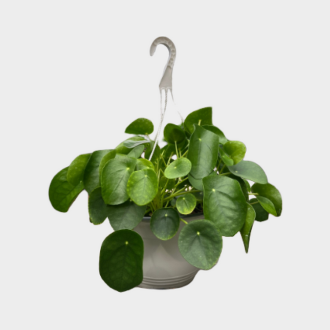 Pilea Peperomioides