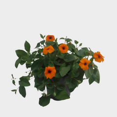 Collection image for: Thumbergia