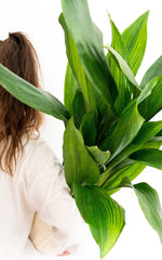 Aspidistra