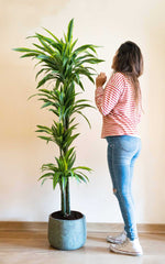 Dracena Lemon