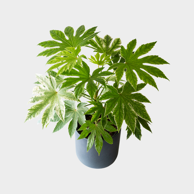 Aralia Spider Web