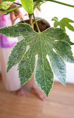 Aralia Variegada