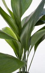 Aspidistra