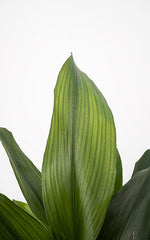 Aspidistra