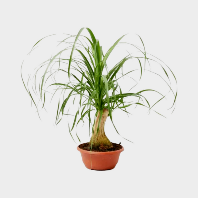 Beaucarnea Nolina