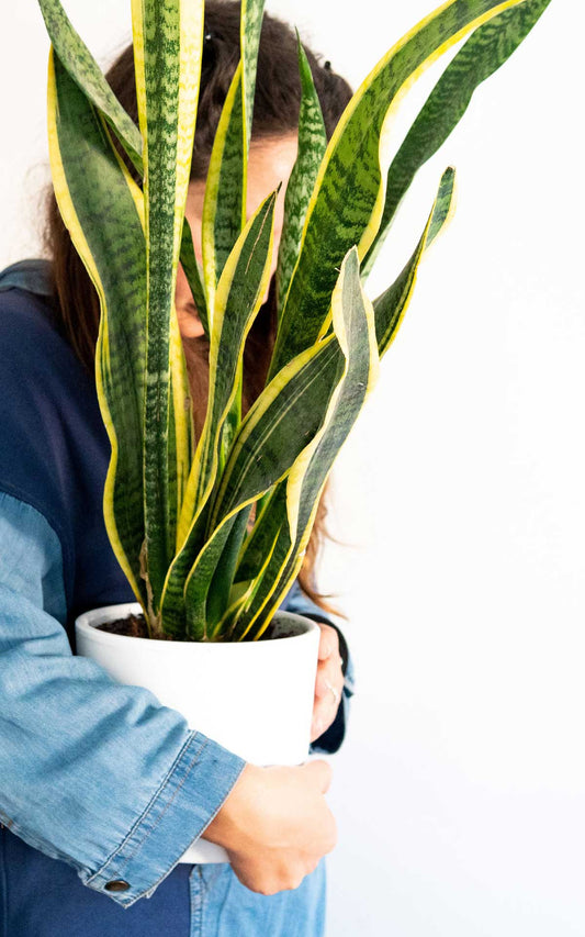 Sansevieria Laurentii