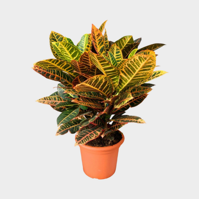 Croton Excellent