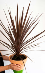 Cordyline Australis