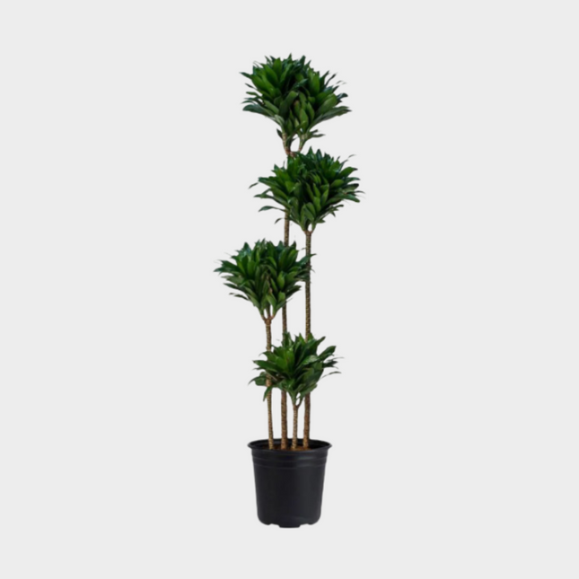 Dracaena Compacta