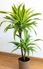 Dracena Lemon