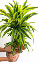 Dracena Lemon