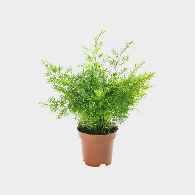 Esparraguera Webe
