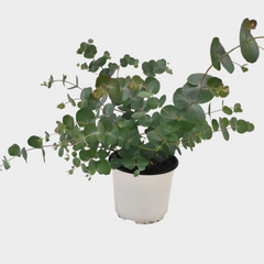 Collection image for: Eucalipto