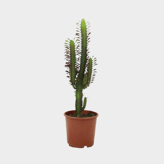 Euphorbia Trigona