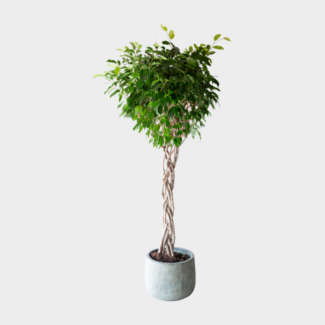 Ficus Benjamina Trenza Plana