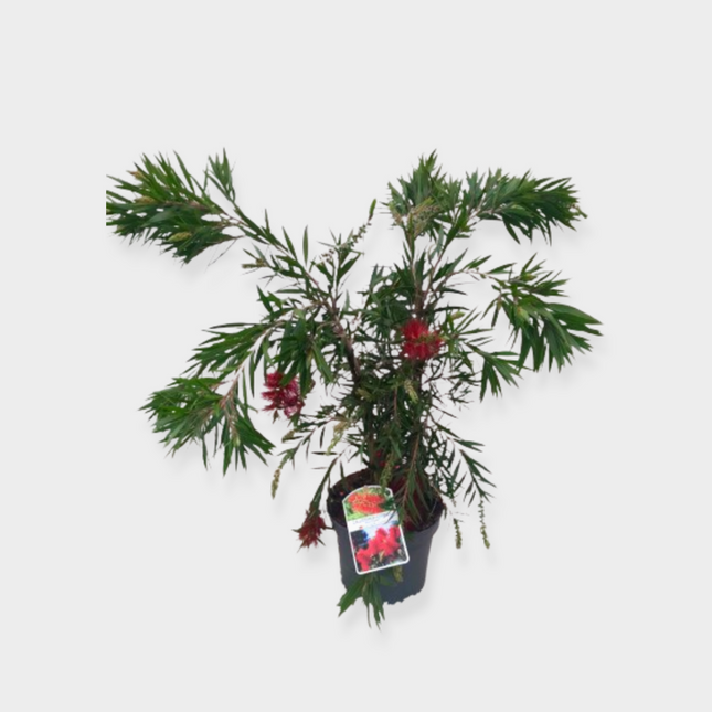 Callistemon Red Cluster