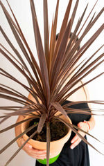 Cordyline Australis