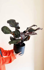 Philodendron Imperial Red