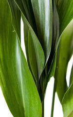 Aspidistra