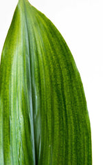 Aspidistra