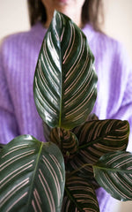 Calathea Ornata