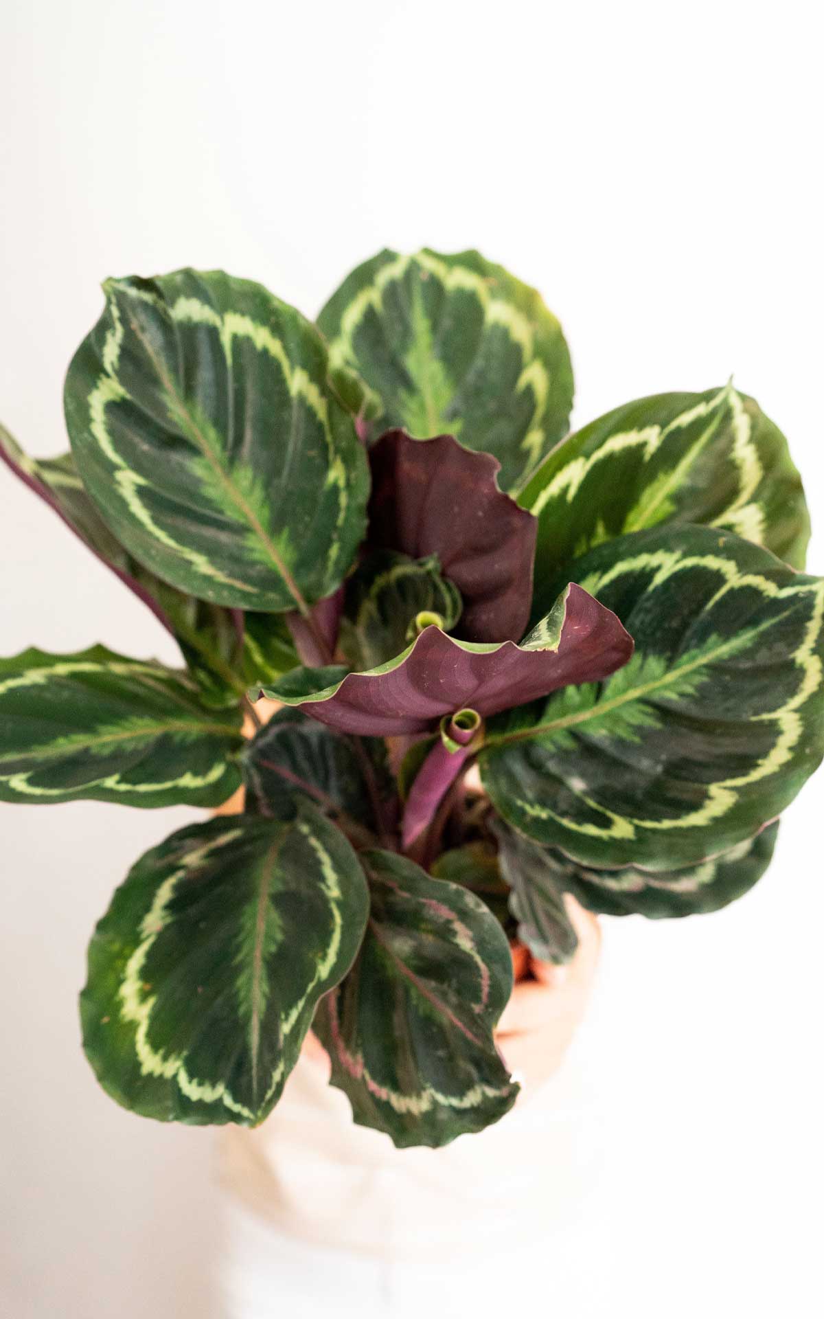 Calathea Medaillon