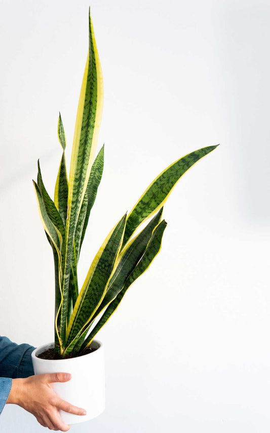 Sansevieria Laurentii