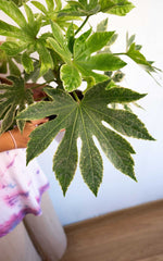 Aralia Variegada