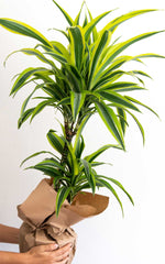 Dracena Lemon