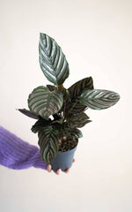 Calathea Ornata