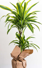 Dracena Lemon