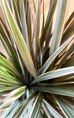 Dracena Bicolor