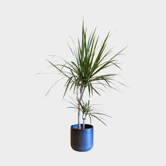 Dracaena Marginata