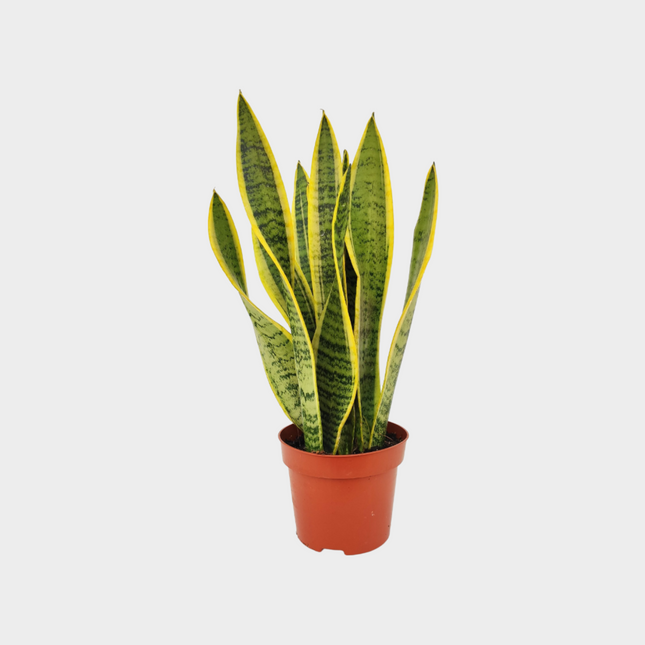 Sansevieria Laurentti