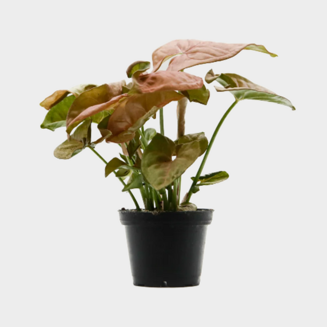 Syngonium Neon
